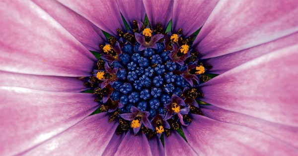 Purple Flower candle cover