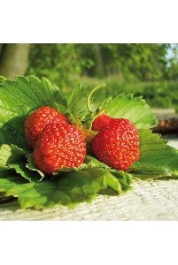 Servetten 'Aardbeien'