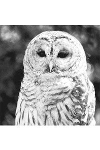 Servetten 'Owl'