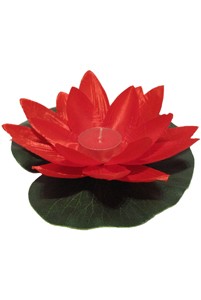 Waterlelie "Rood"