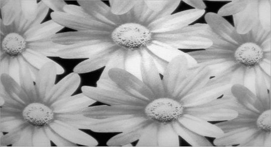 Flowers candle cover