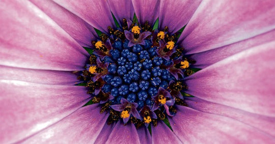 Purple Flower candle cover