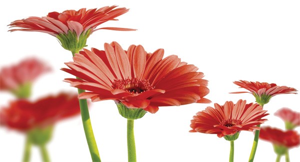 Red Flowers candle cover