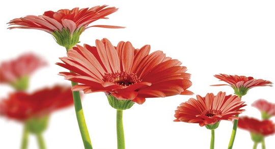 Red Flowers candle cover