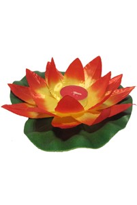 Waterlelie "Rood Geel"