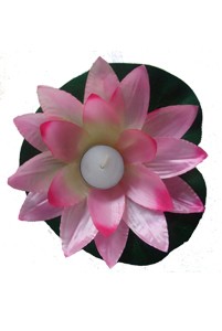 Waterlelie "Roze Wit"