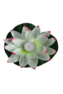 Waterlelie " Wit Roze"